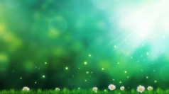 Daisies-Green-Nature-1920x1080-Widescreen-High-Resolution-1080p-HD-Desktop-Wallpaper-Mr-HD-Wallpapers-1366x768